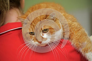 Elderly redhead with a white cat in her arms in a shelter
