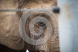 Sad Elephant in Captivity
