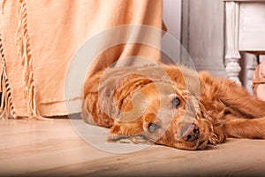 Sad English Cocker Spaniel dog portrait. Dog at home