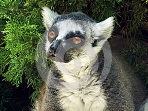 Sad-eyed lemur grieves without society