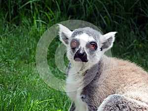 Sad-eyed lemur grieves without society