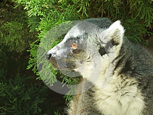 Sad-eyed lemur grieves without society