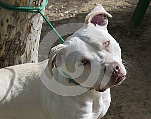 Sad Eyed White Pit Bull Dog Tied Short to a Tree