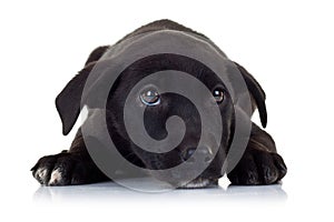 Sad eyes of a black little stray puppy dog