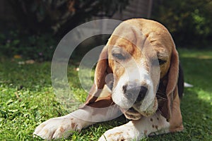 sad face of a funny beagle dog close-up on nature