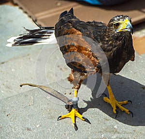Sad Falcon-bird standing on the ground
