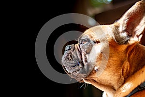 Sad Fawn French Bulldog lying in the sun on a lazy Sunday