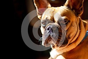 Sad Fawn French Bulldog lying in the sun on a lazy Sunday