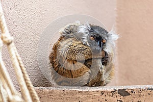 Sad female black lemur curled up in zoo aviary