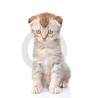 Sad flap-eared kitten. isolated on white background