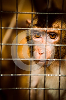 Sad fluffy monkey in a cage sits