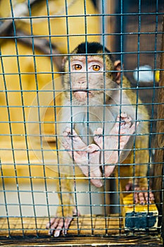 Sad fluffy monkey in a cage sits