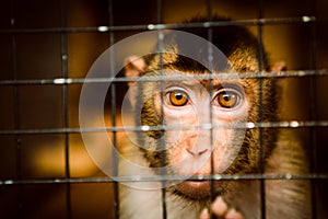 Sad fluffy monkey in a cage sits