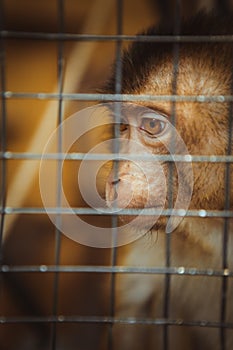 Sad fluffy monkey in a cage sits