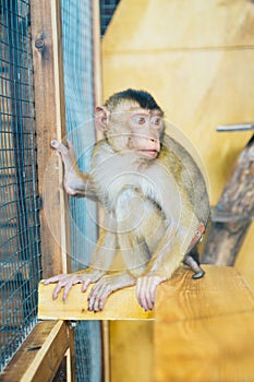 Sad fluffy monkey in a cage sits