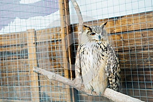 Sad fluffy monkey in a cage sits
