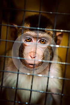 Sad fluffy monkey in a cage sits