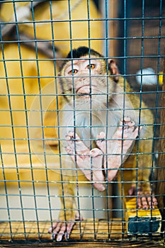 Sad fluffy monkey in a cage sits