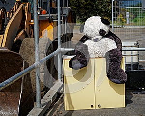 A sad and forlorn panda unloved and abandoned at a municipal refuse tip.