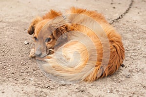 A sad foxy dog lays at ground