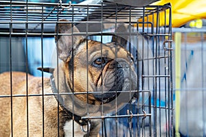 Sad french bulldog in cage. Cage gives your new dog sense of comfort and security. Safety of house and furniture when