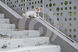 Sad frightened lost dog jack russell terrier sitting on the stairs alone outdoors