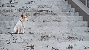 Sad frightened lost dog jack russell terrier sitting on the stairs alone outdoors