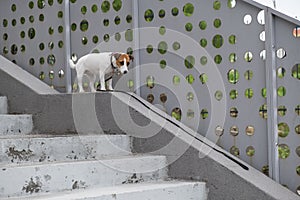 Sad frightened lost dog jack russell terrier sitting on the stairs alone outdoors