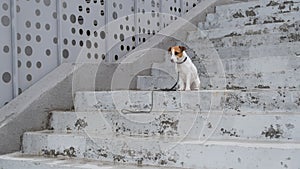 Sad frightened lost dog jack russell terrier sitting on the stairs alone outdoors