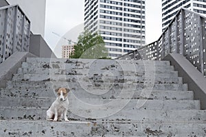 Sad frightened lost dog jack russell terrier sitting on the stairs alone outdoors