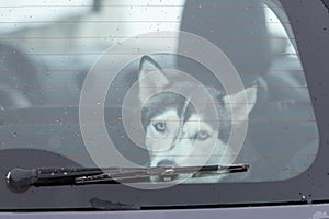 Sad and funny Siberian Husky dog in car, cute pet. Dog waiting for walking before sled dog training and race