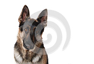 Sad german shepherd dog