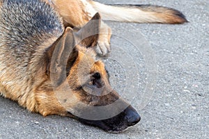 Sad german shepherd dog lying down outdoors