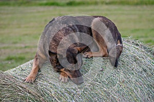 Sad German Shepherd dog sitting on a hay roll