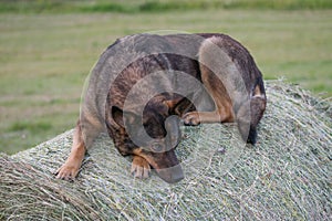 Sad German Shepherd dog sitting on a hay roll