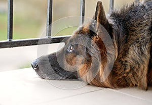 Sad german shepherd dog