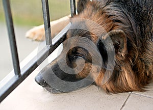 Sad german shepherd dog