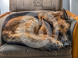 Sad German Shepherd lying on sofa