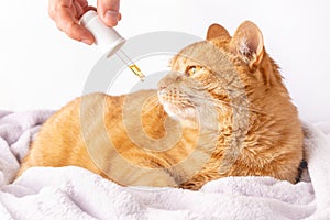 Sad ginger cat is sniffing a dropper with CBD oil or medicinal hemp