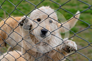 Sad golden puppy dog climbed on wire fence