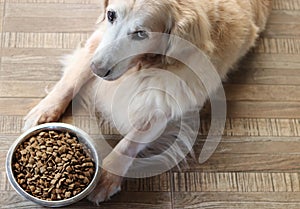 Sad golden retriever dog get bored of food