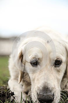 Sad golden retriever