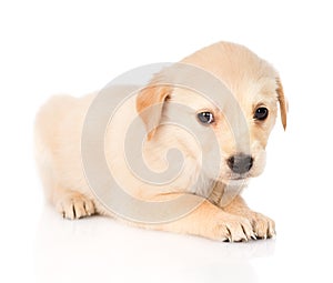 Sad golden retriever puppy dog. isolated on white background