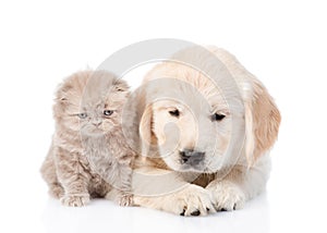 Sad golden retriever puppy and tiny kitten together. isolated on white background