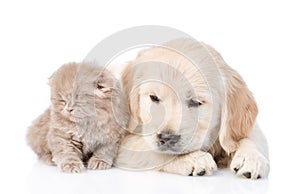 Sad golden retriever puppy and tiny kitten together. isolated on white background