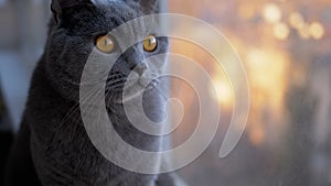 Sad Gray British Home Cat Sits on Windowsill, Watching Sunset. Close-up. Slow-mo