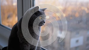 Sad Gray British Home Cat Sits on Windowsill, Watching Sunset. Close-up. Slow-mo