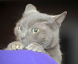 Sad gray cat in hands