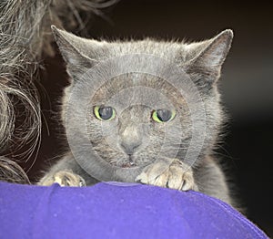 Sad gray cat in hands