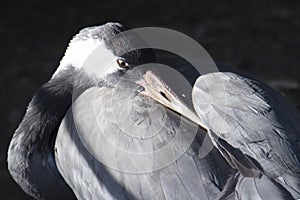 A sad gray crane resting with his head under his wing and looking sadly at the camera. Dark background.